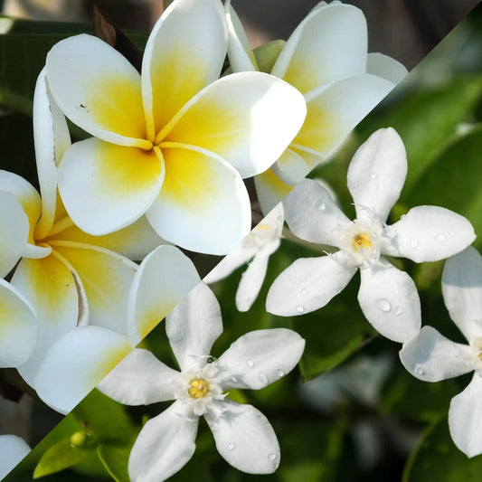 Frangipanier et Jasmin