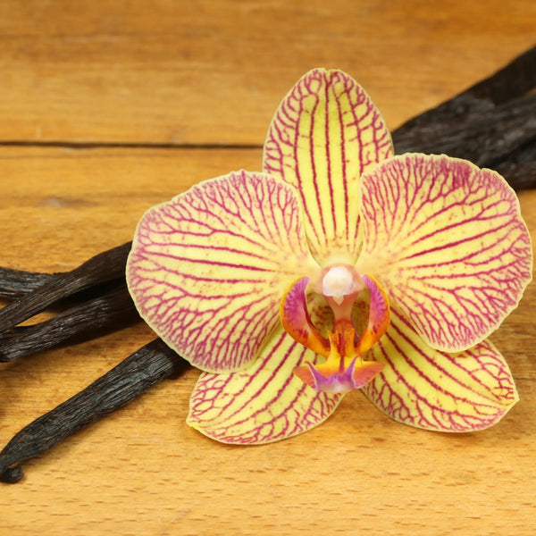 Vanille orchidée